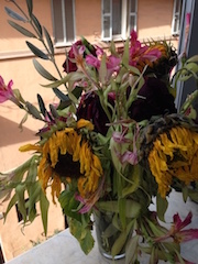 sunflowers