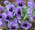 pansies
