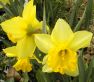 Daffodils